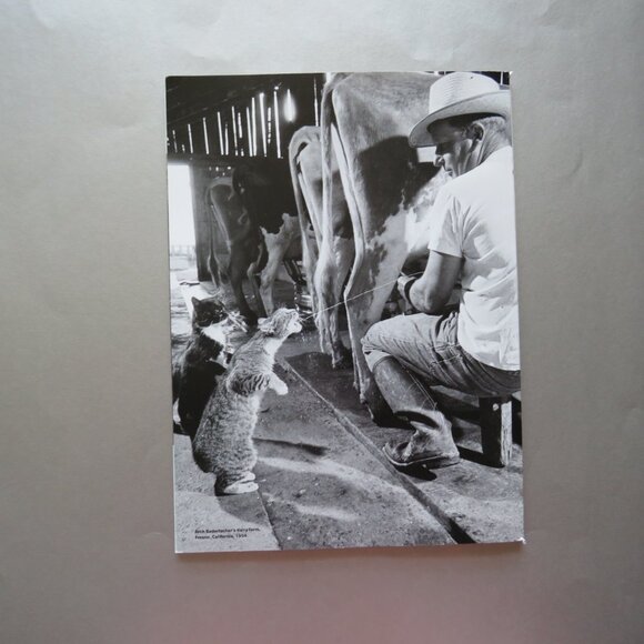 Cat Companions in Life and Catfancy Lot of 2 Cat Magazines - Picture 7 of 7